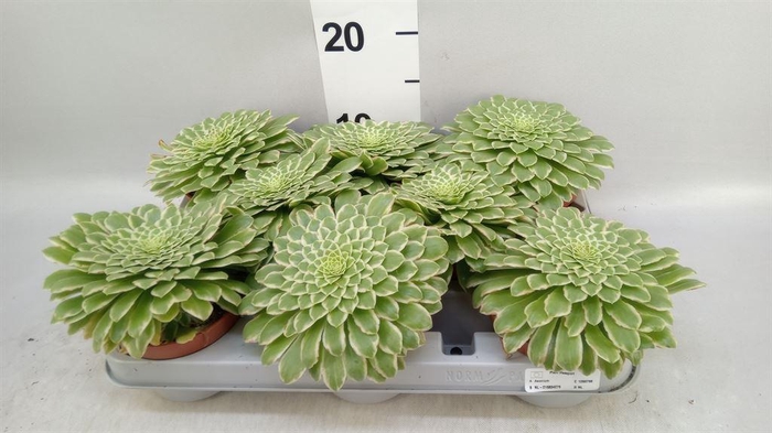 <h4>Aeonium tabuliforme</h4>