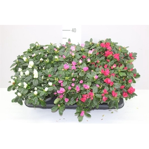 Rhododendron Si Gemengd