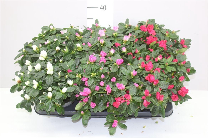 <h4>Rhododendron Si Gemengd</h4>