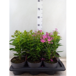 Phlox panic.   ...