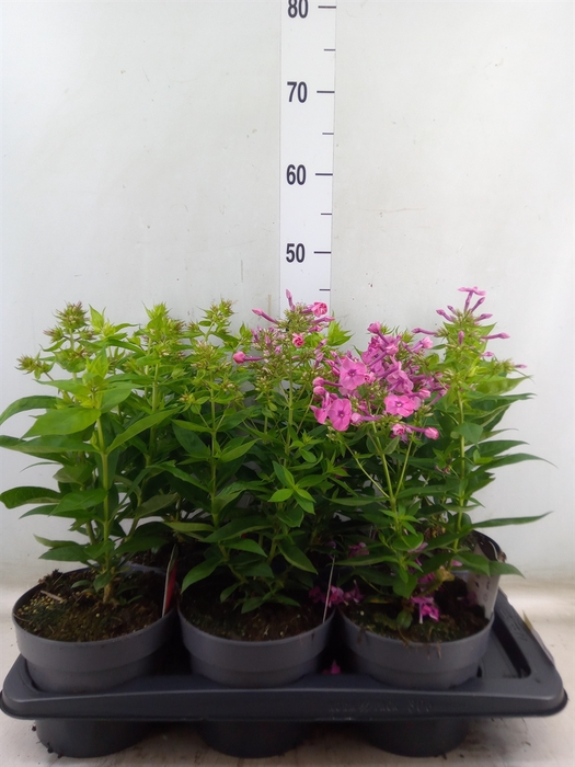 <h4>Phlox panic.   ...</h4>