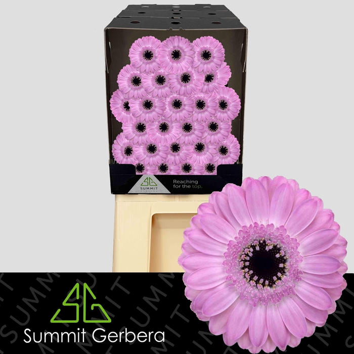 <h4>Germini Bentley Diamond</h4>