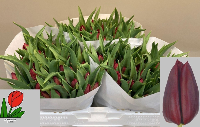 <h4>TU EN PALLADA</h4>