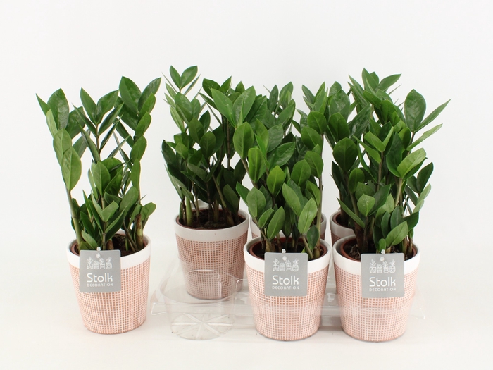 <h4>Zamioculcas Zamiifolia Keramiek Terracotta</h4>