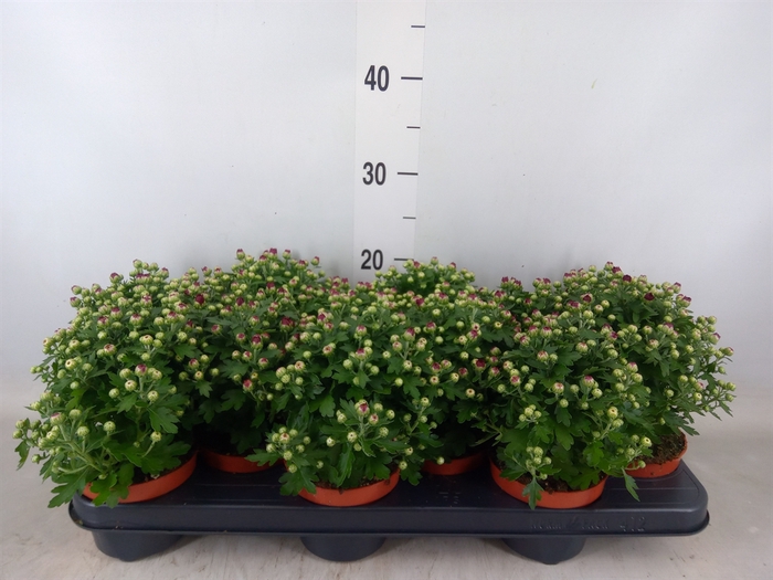 <h4>Chrysanthemum  'Braque Salmon'</h4>