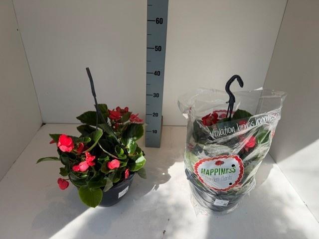 <h4>BEGO MWATT PINK GL</h4>