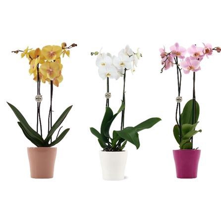 <h4>Your Natural Orchid | Mix in Anna pot | Phalaenopsis 2 spike</h4>