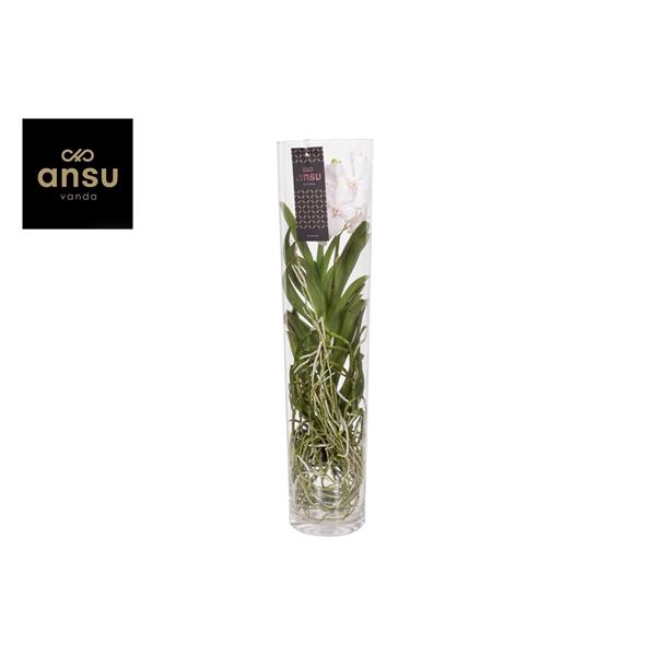<h4>Vanda hybriden</h4>