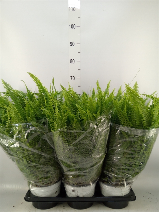 <h4>Nephrolepis exal. 'Sonata'</h4>