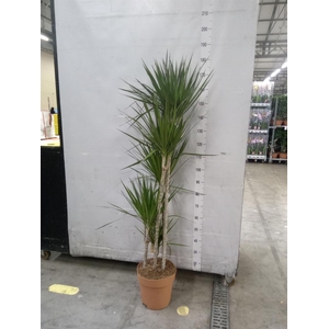 Dracaena marg.