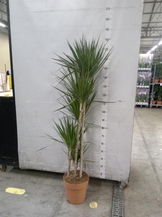 <h4>Dracaena marg.</h4>