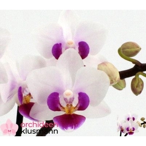 PHAL GEM