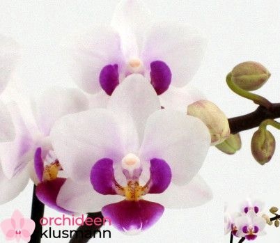 <h4>PHAL GEM</h4>