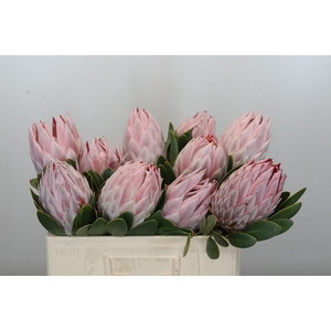 Protea Cynaroides