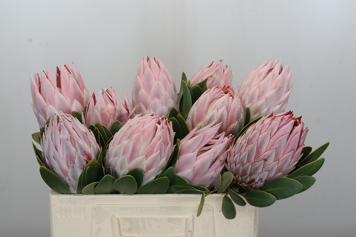 Protea Cynaroides