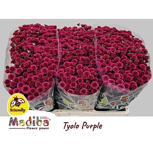 CHR SAN MADIBA PURPLE TYOLO CHR S M