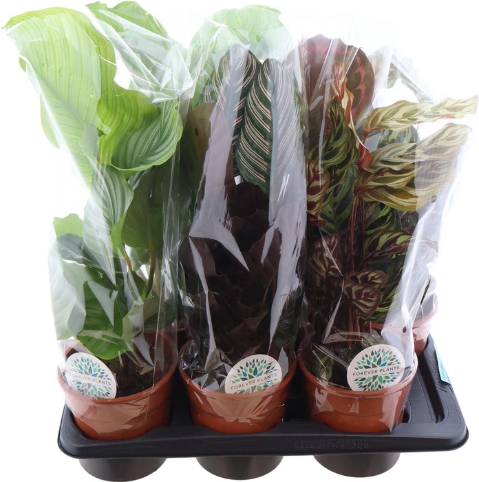 <h4>Calathea Luxe Mix</h4>