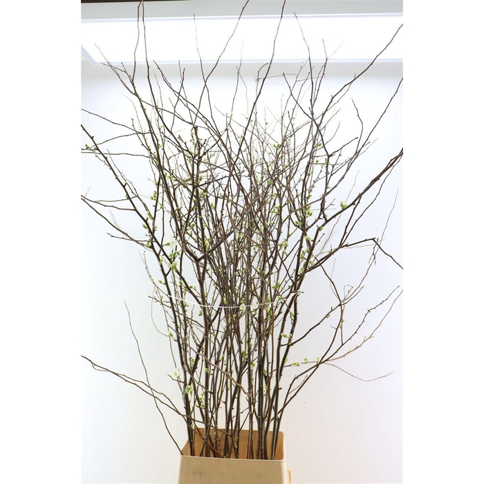 <h4>Chaenomeles Ivoor</h4>