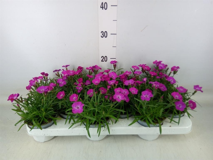 <h4>Dianthus   ...</h4>
