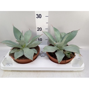 Agave potatorum