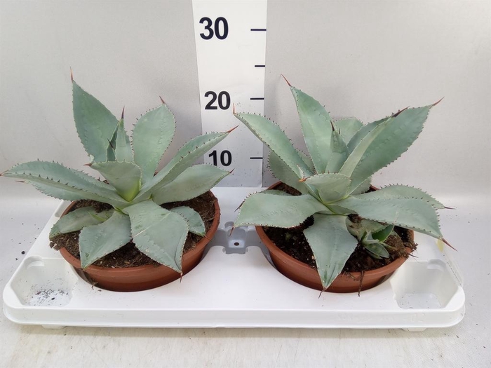 <h4>Agave potatorum</h4>