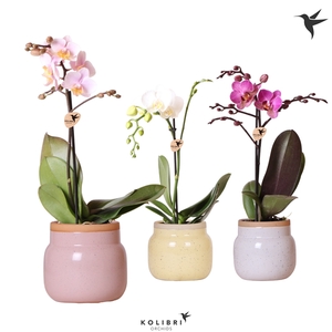 Kolibri Orchids Phalaenopsis Mix 1 spike in Vintage bowl pot mix