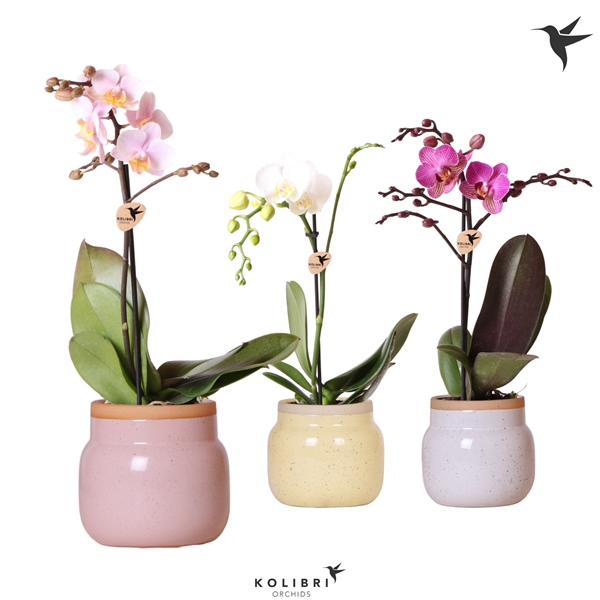 <h4>Kolibri Orchids Phalaenopsis Mix 1 spike in Vintage bowl pot mix</h4>