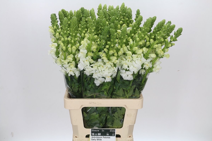 <h4>Antirrhinum Potomac Early White</h4>