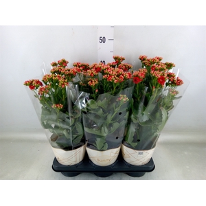Kalanchoe  'Scarlet Red'