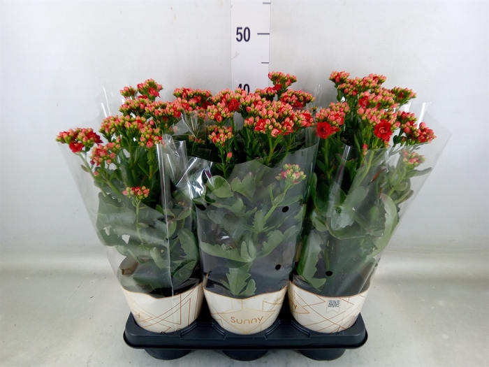 <h4>Kalanchoe  'Scarlet Red'</h4>
