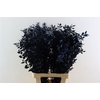Pres Ruscus Nat Darkblue P Stem
