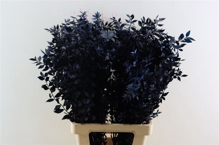 Pres Ruscus Nat Darkblue P Stem