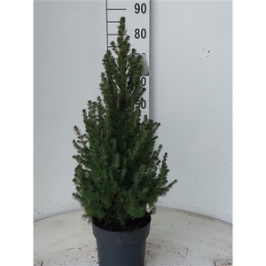 Picea gl Conica December 90-100