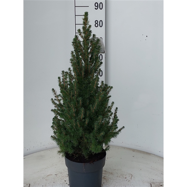 <h4>Picea gl Conica December 90-100</h4>