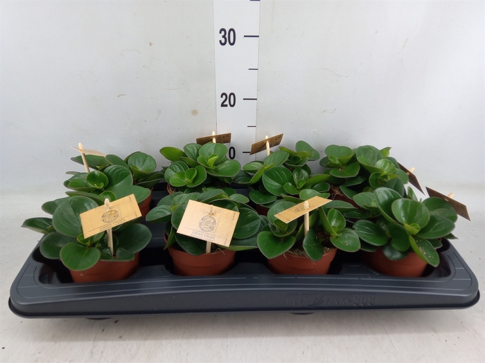 <h4>Peperomia obt. 'Obtipan'</h4>