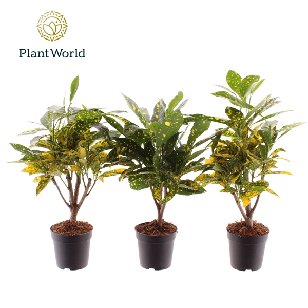 <h4>Croton Gold Dust stam 7 cm</h4>