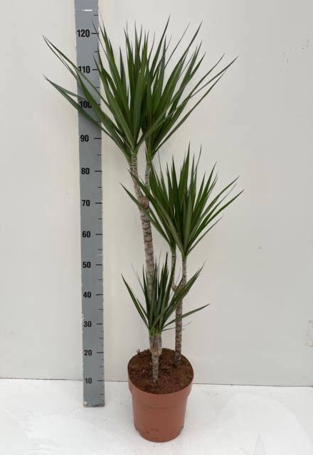 <h4>DRA MARGINATA</h4>