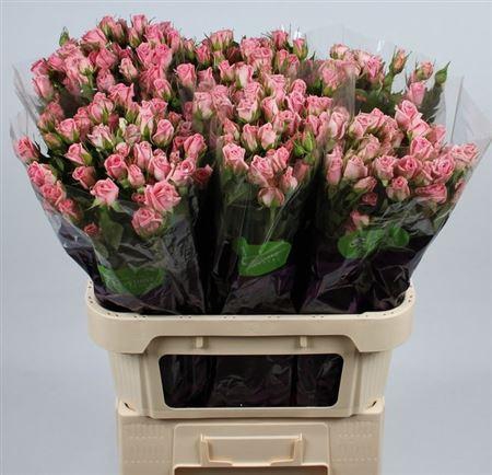 <h4>R Tr Odilia</h4>