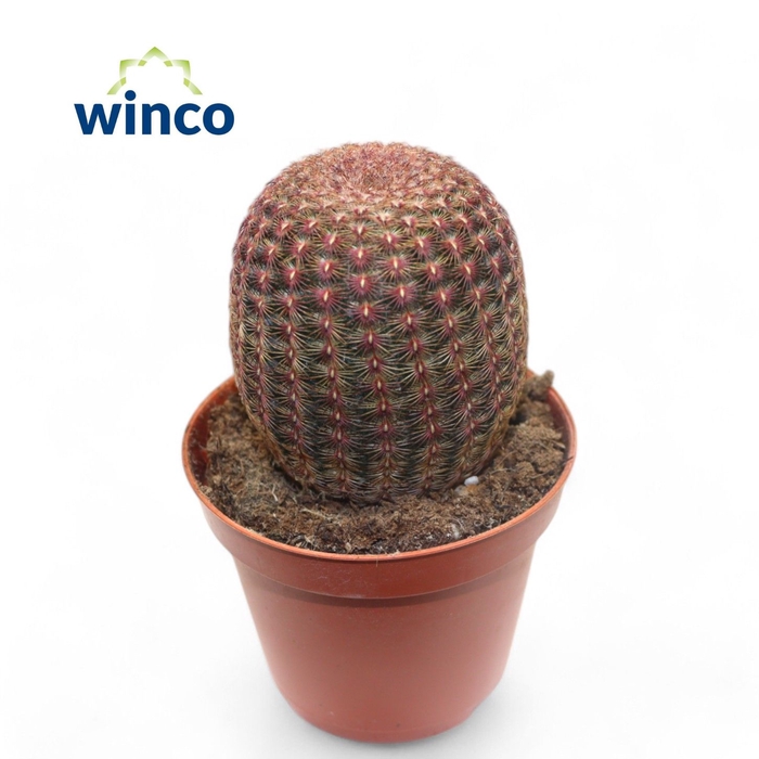 <h4>Echinocereus Rubrispinus</h4>