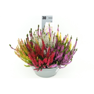 Calluna Beauty Ladies Mosaica