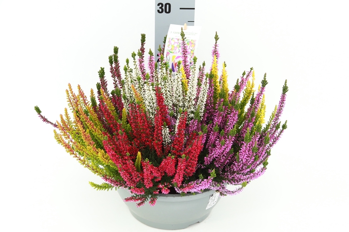 Calluna Beauty Ladies Mosaica