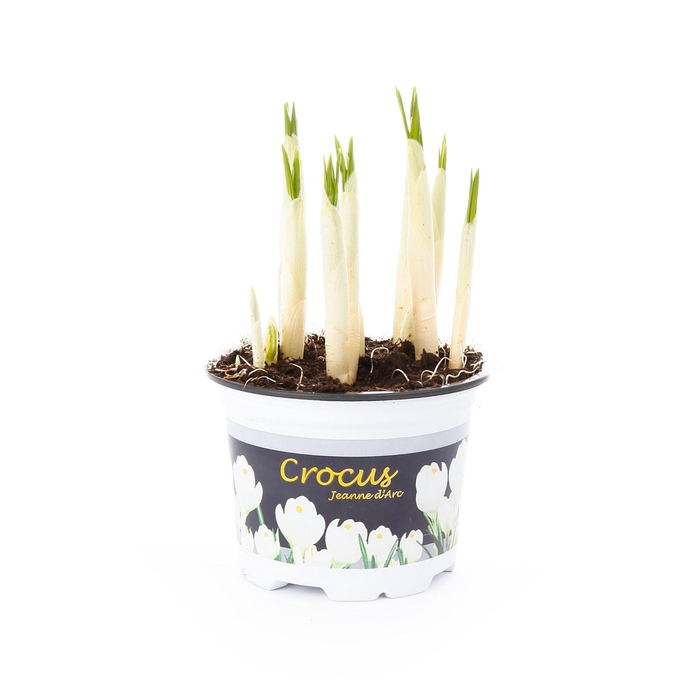 Crocus White (Jeanne D’Arc) 9cm