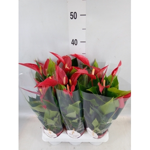 Anthurium  'Banderola Roja'