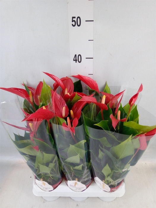 <h4>Anthurium  'Banderola Roja'</h4>