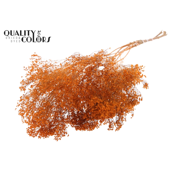 <h4>Broom Bloom p/bunch in poly Orange</h4>