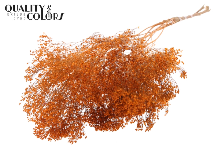 Broom Bloom p/bunch in poly Orange