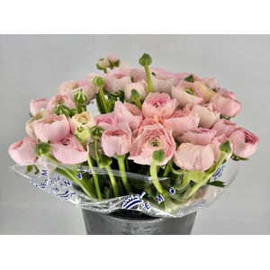 Ranunculus asiaticus Success Favola