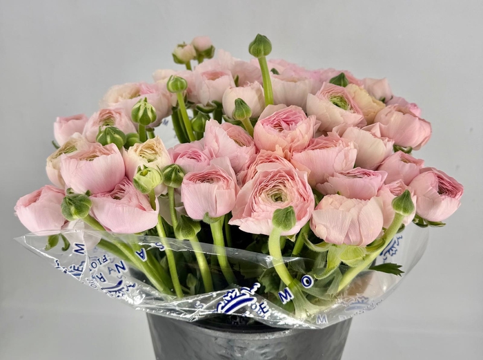 <h4>Ranunculus asiaticus Success Favola</h4>