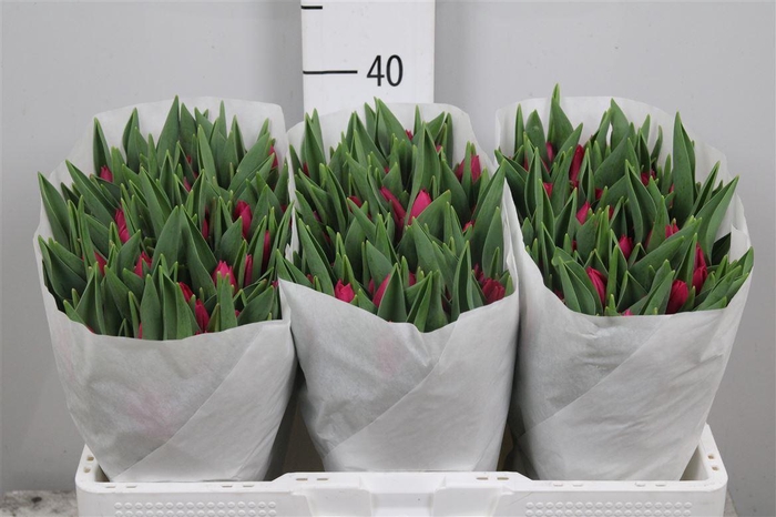 <h4>Tu En Pink Ardour</h4>