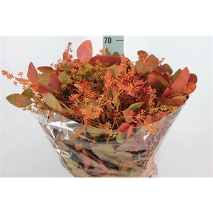 Euca Populus Bes Klb Herfst 300 Gram